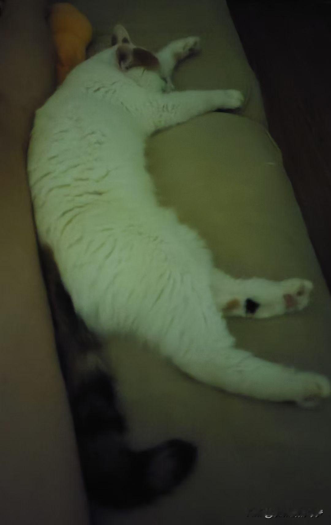 我家的宝贝儿桔桔