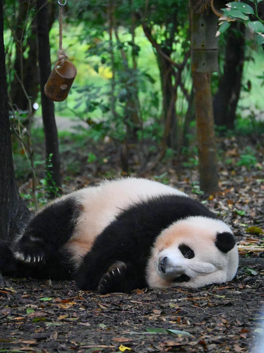 哈特软软