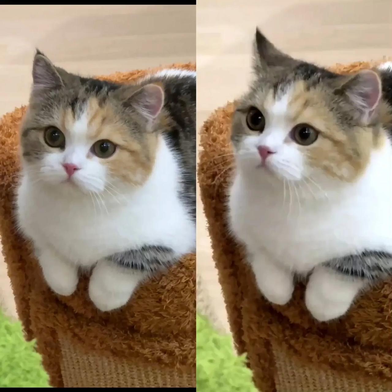 真的信“万物皆有灵”这说法，尤其是养猫之后，才懂灵性从来不是玄乎事，是实打实的情