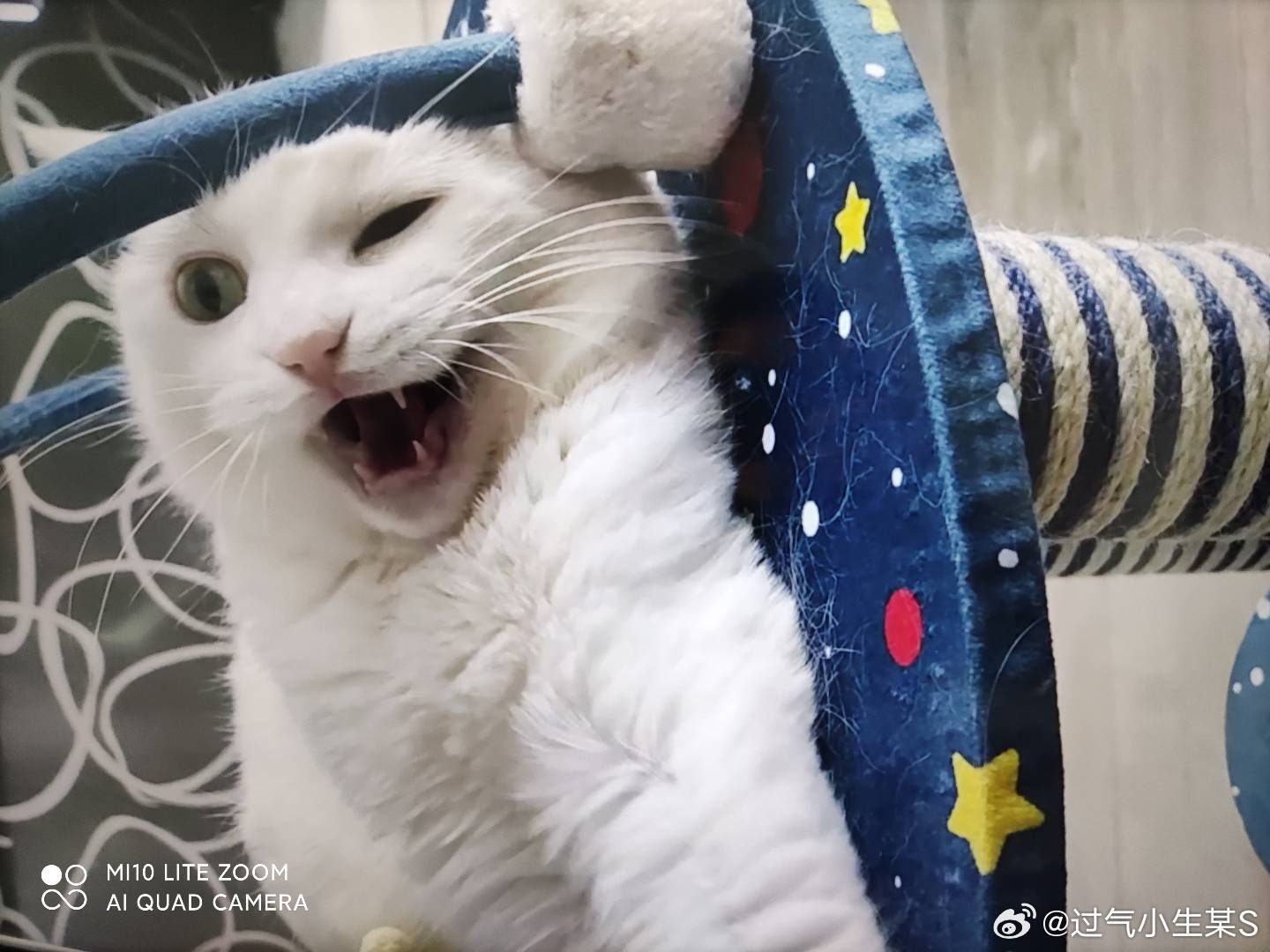 #帮小流浪过冬#=二哥问我，发现小流浪，能不能抱回来让它玩几天，这种公益活动岂能