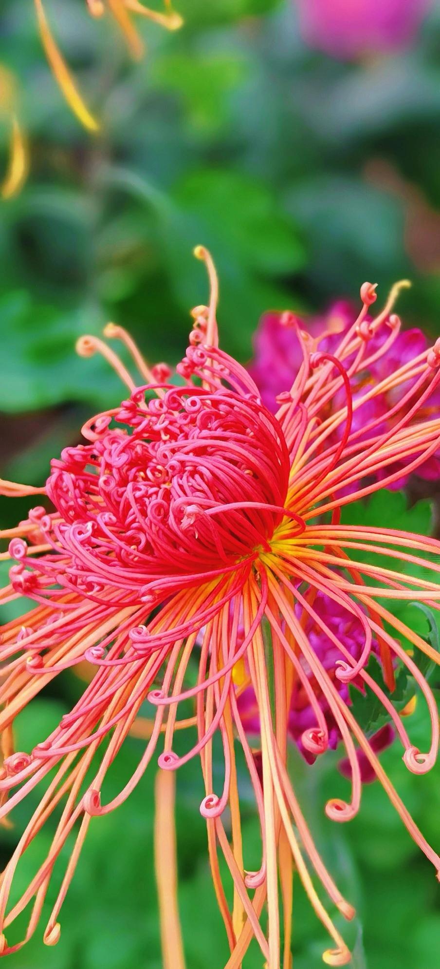 晒图笔记大赛这菊花宛若被秋阳点燃的火焰，橘红与明黄在风中热烈交融，卷曲的花瓣如烫