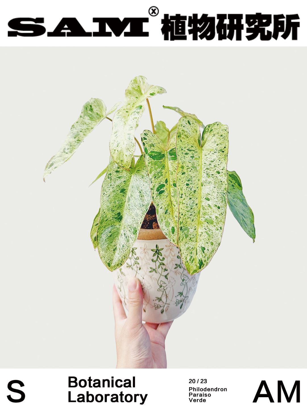 绿天堂｜Philodendron Paraiso Verde