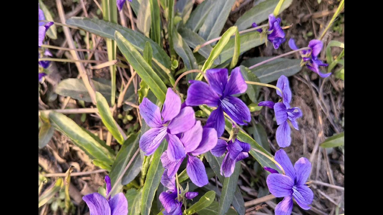 1️⃣**两种“地丁”要分清**：最常见的两兄弟。我手里拿的是紫花地丁（堇菜科）