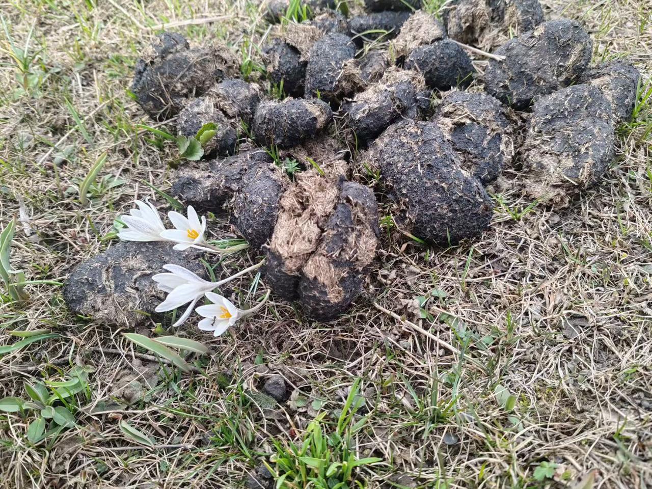 原来“鲜花插在牛粪上”，真的是具象化的浪漫。
 
以前总觉得这句话是调侃，直到亲