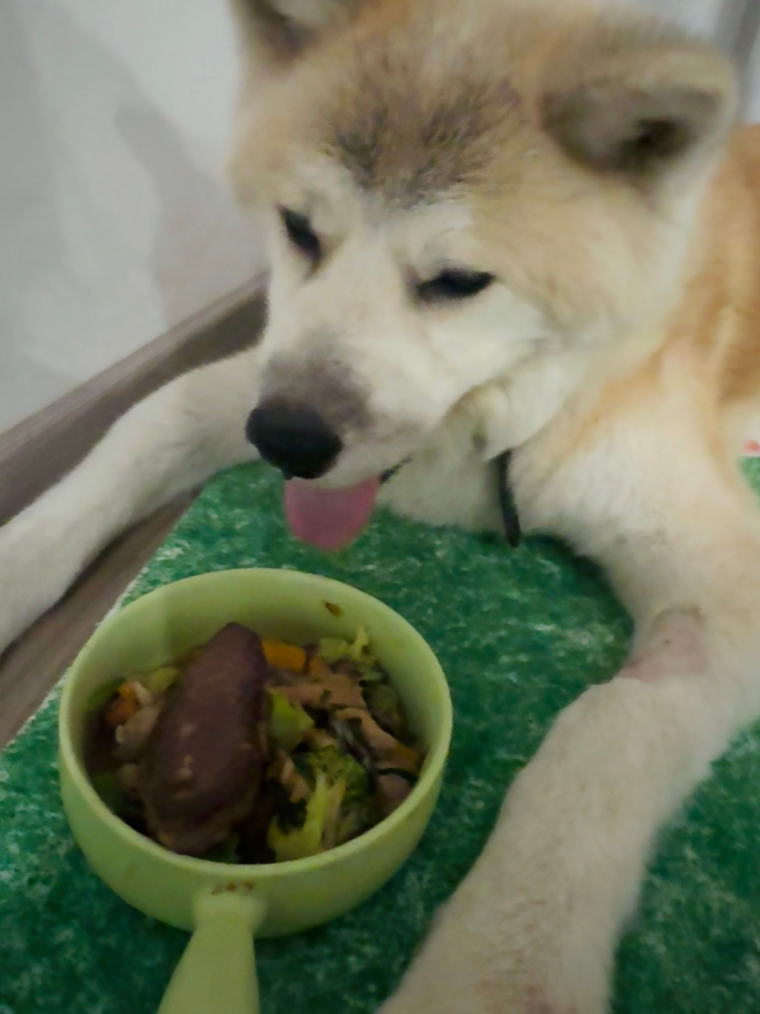 心累。这个恶犬吃了几天健康餐，突然又拒食了。我没办法只能煎了块牛排给它盖在饭上，