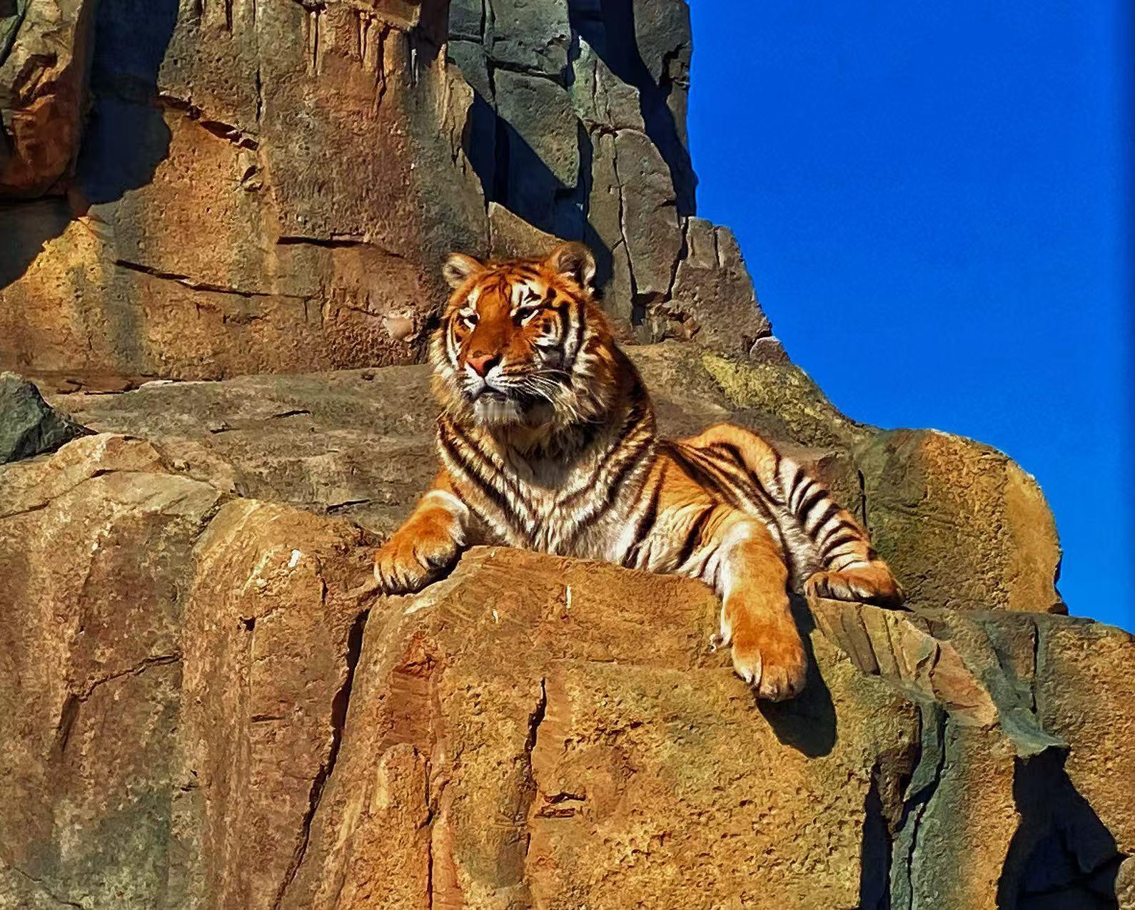 【沈阳虎园萌虎抢食比我干饭还拼】 在世界第三大东北虎饲养基地，纯种虎群近距离震撼
