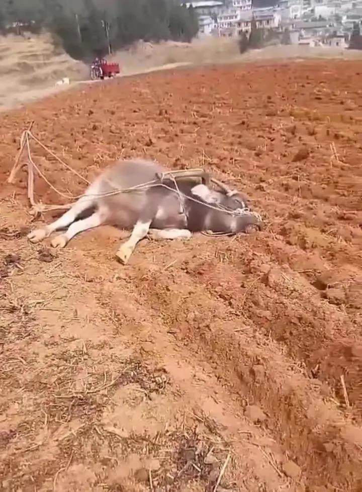 牛累死了，
我终于相信，
只有累死的牛，没有耕坏的田了！