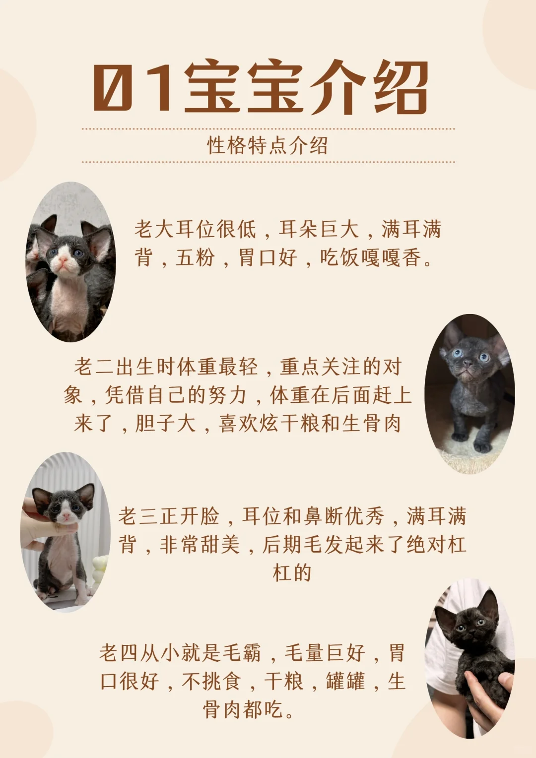 德文小奶猫的成长日记
