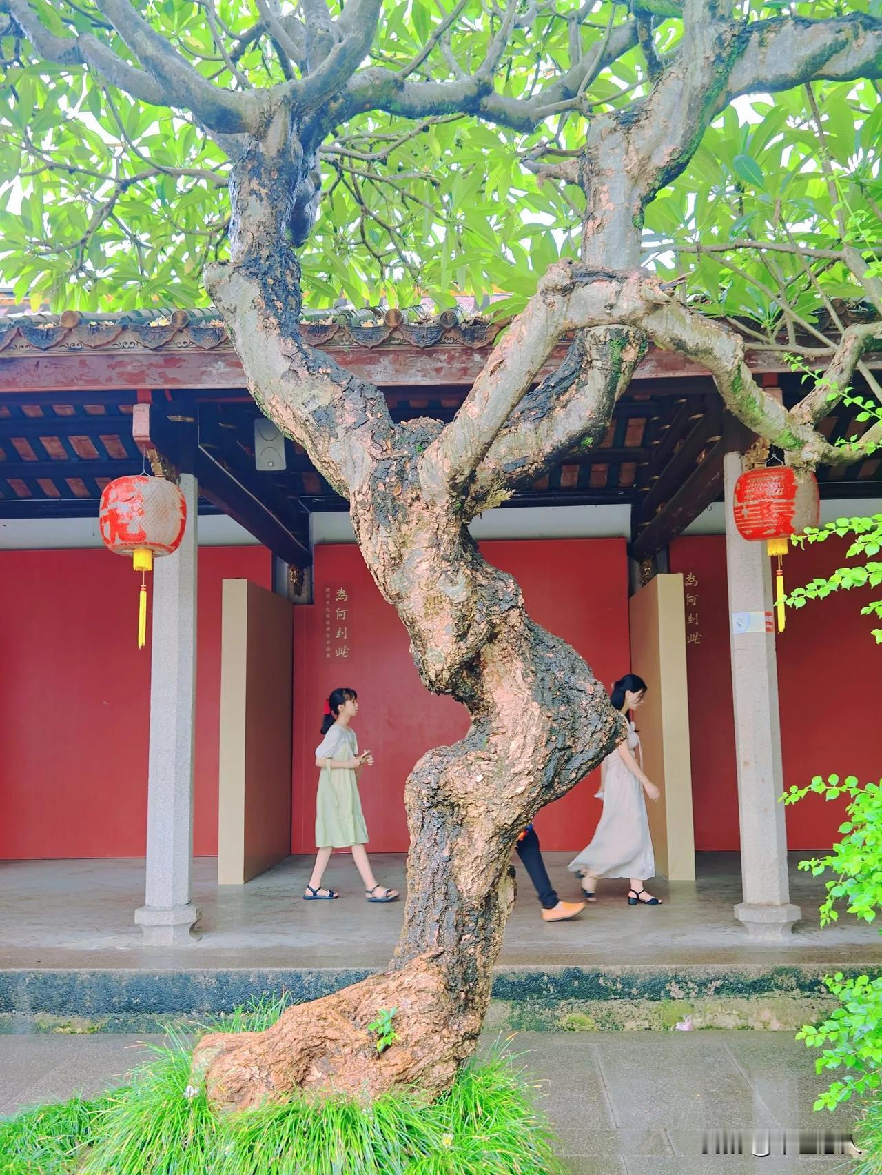 潮州开元寺的歪脖子树
#开元寺探幽# #潮州-#