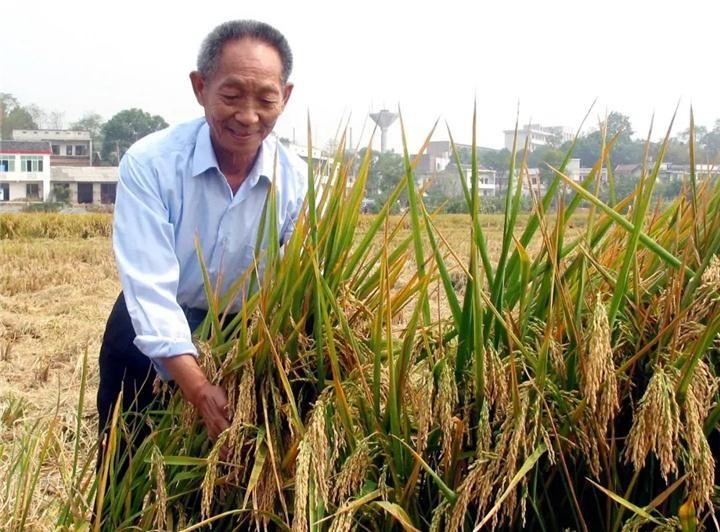 2006年袁隆平亲自看望华国锋，称没有华老的坚定支持，今日杂交水稻成果难以取得如