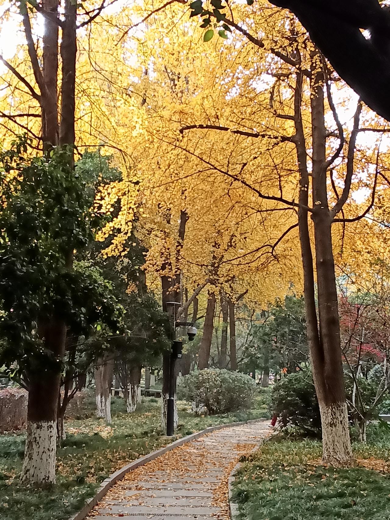 随手一拍风景照。黄金落地风作戏，