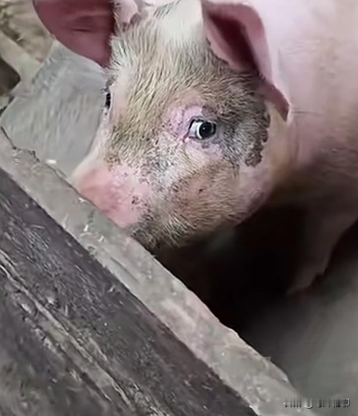 主人 : 小样，你瞅啥？
八戒 : 瞅你咋地！
主人 : 呦呵，想造反？晚上没饭