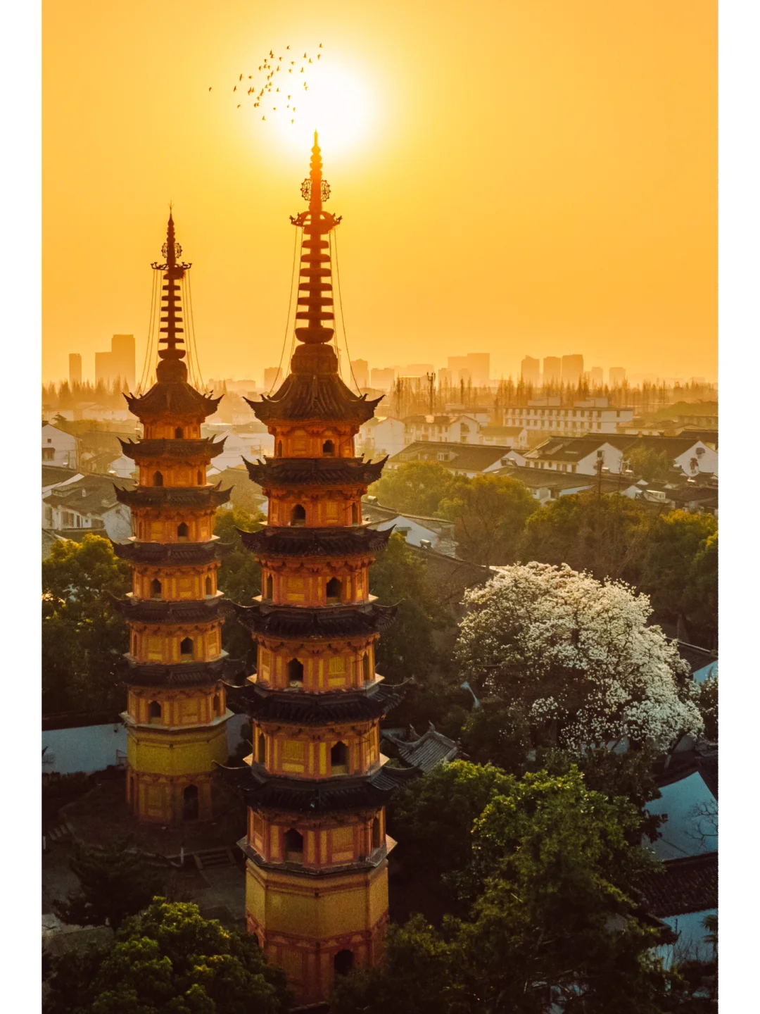 日出姑苏照玉兰🌿苏州双塔玉兰花🌷观赏攻略