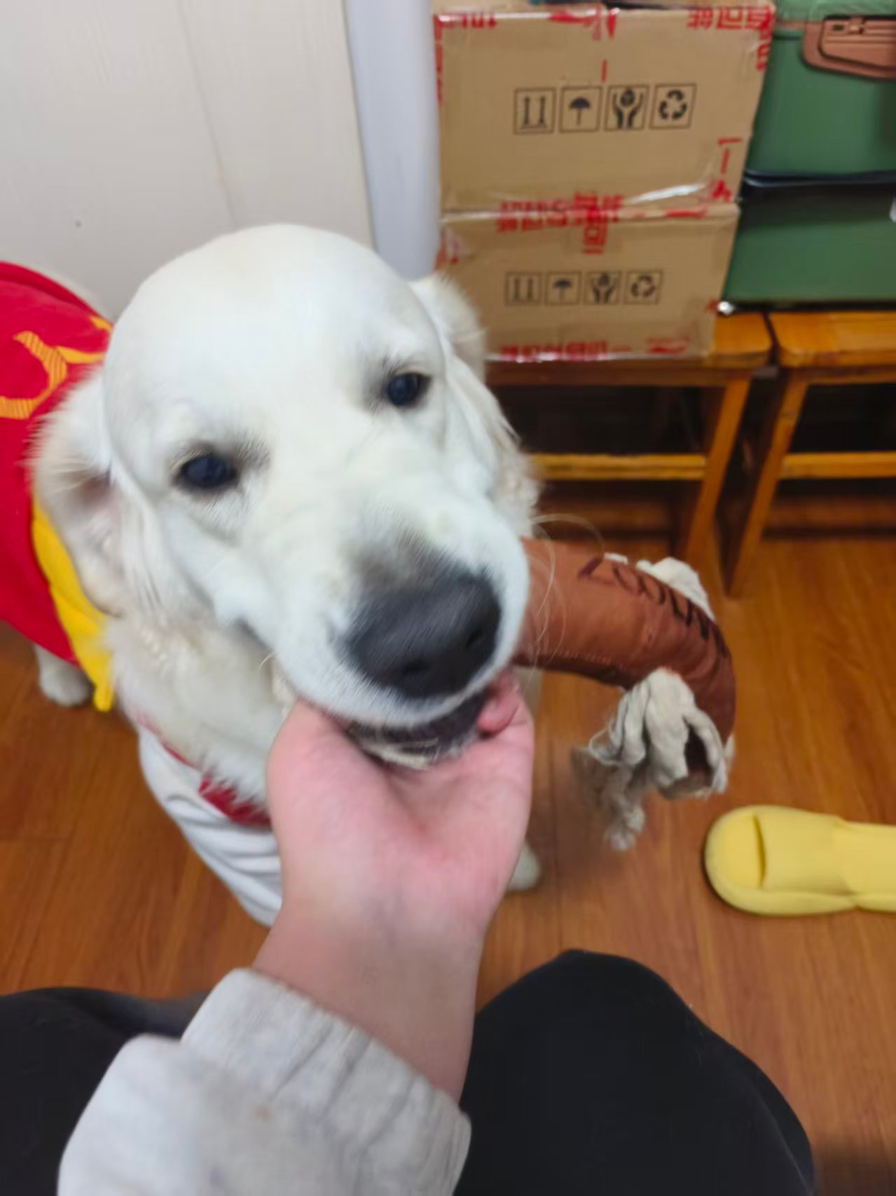 我们家明天要添加一个新成员！ 