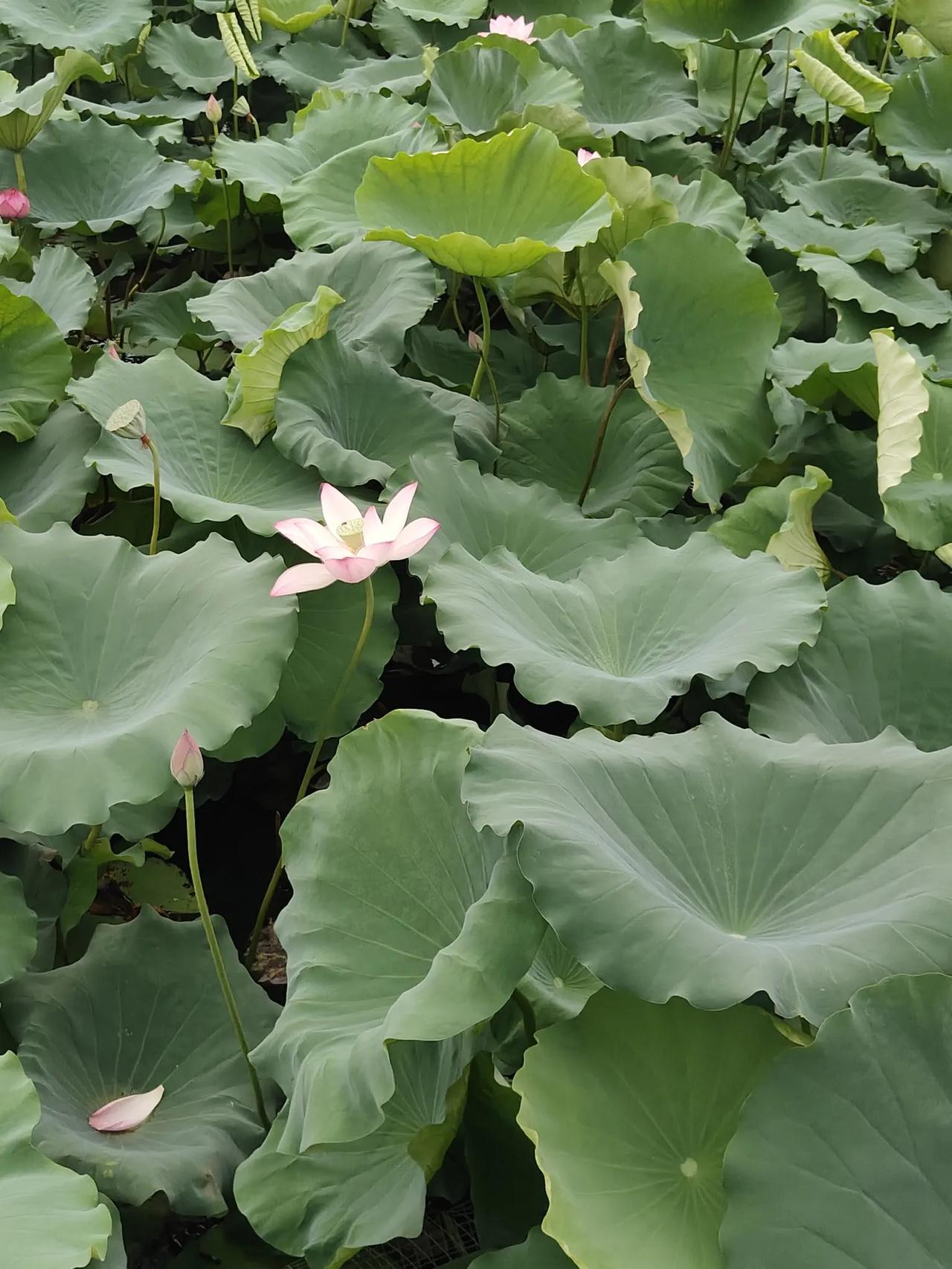 “欲买桂花同载酒，终不似，少年游”

以前很想买一件衣服，可惜手里的钱勉强够生活