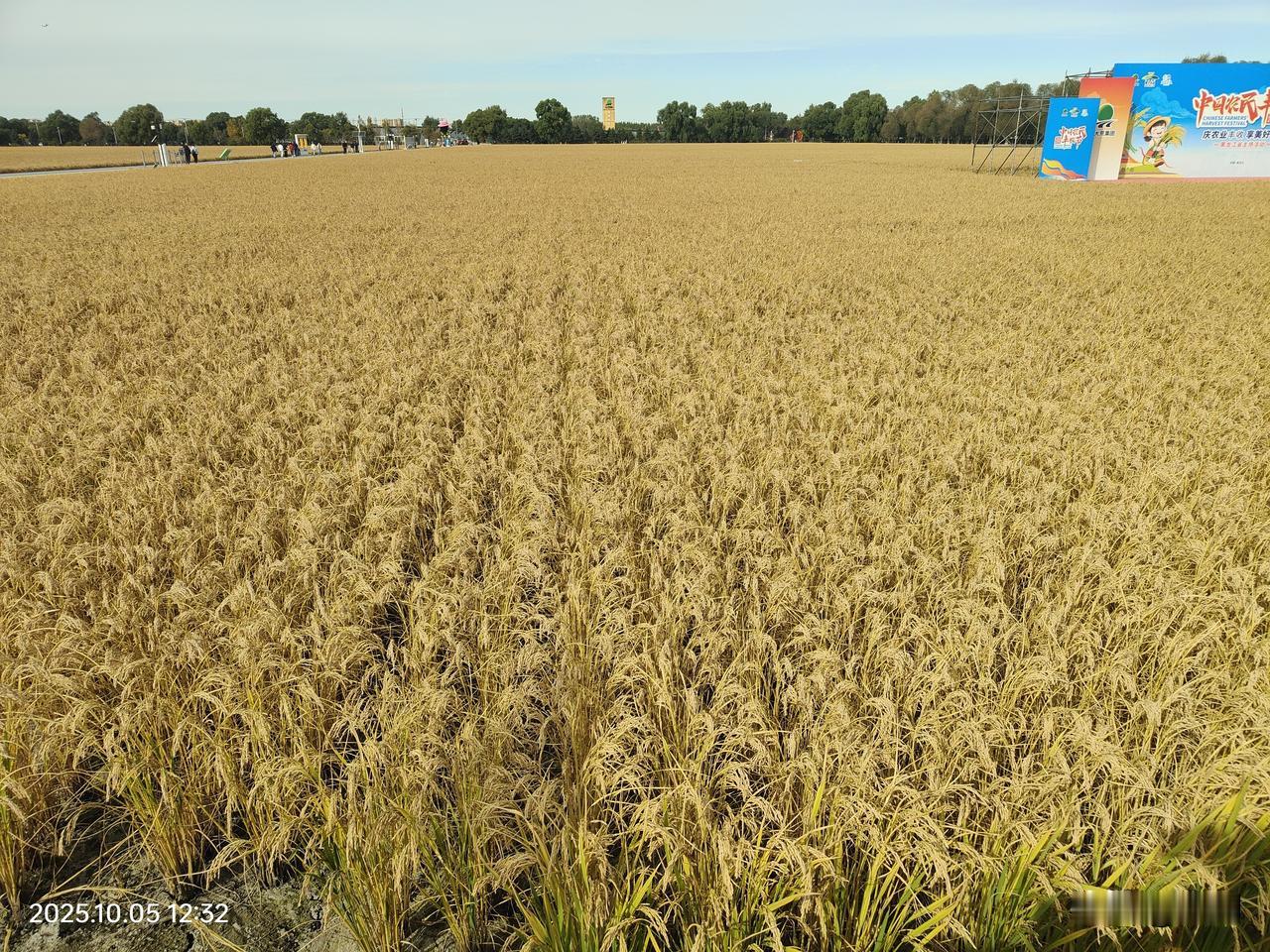 哈尔滨闫家岗农场稻田艺术画景区离市区三十多公里，车程一个小时内，国庆节必经的机场