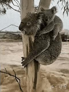 谁看了不泪目！
        洪水滔天里，考拉妈妈背着宝宝钉在桉树枝头，爪子抠