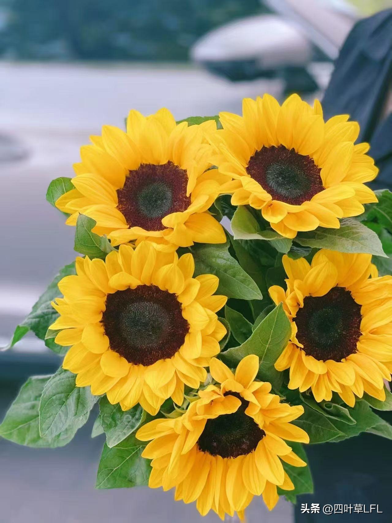 很喜欢向日葵，给人温暖的感觉，阳光灿烂的向日葵，绽放出最灿烂的笑容！