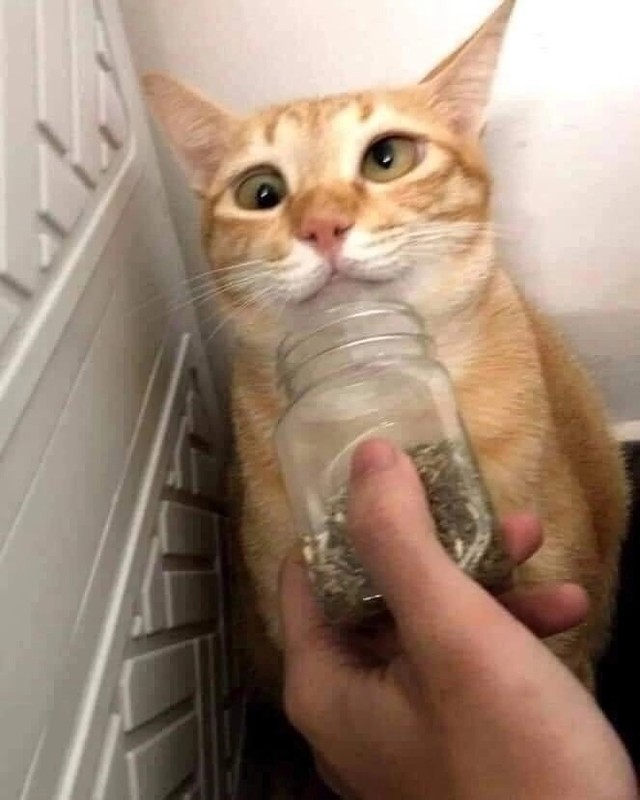 劲大 ​​​