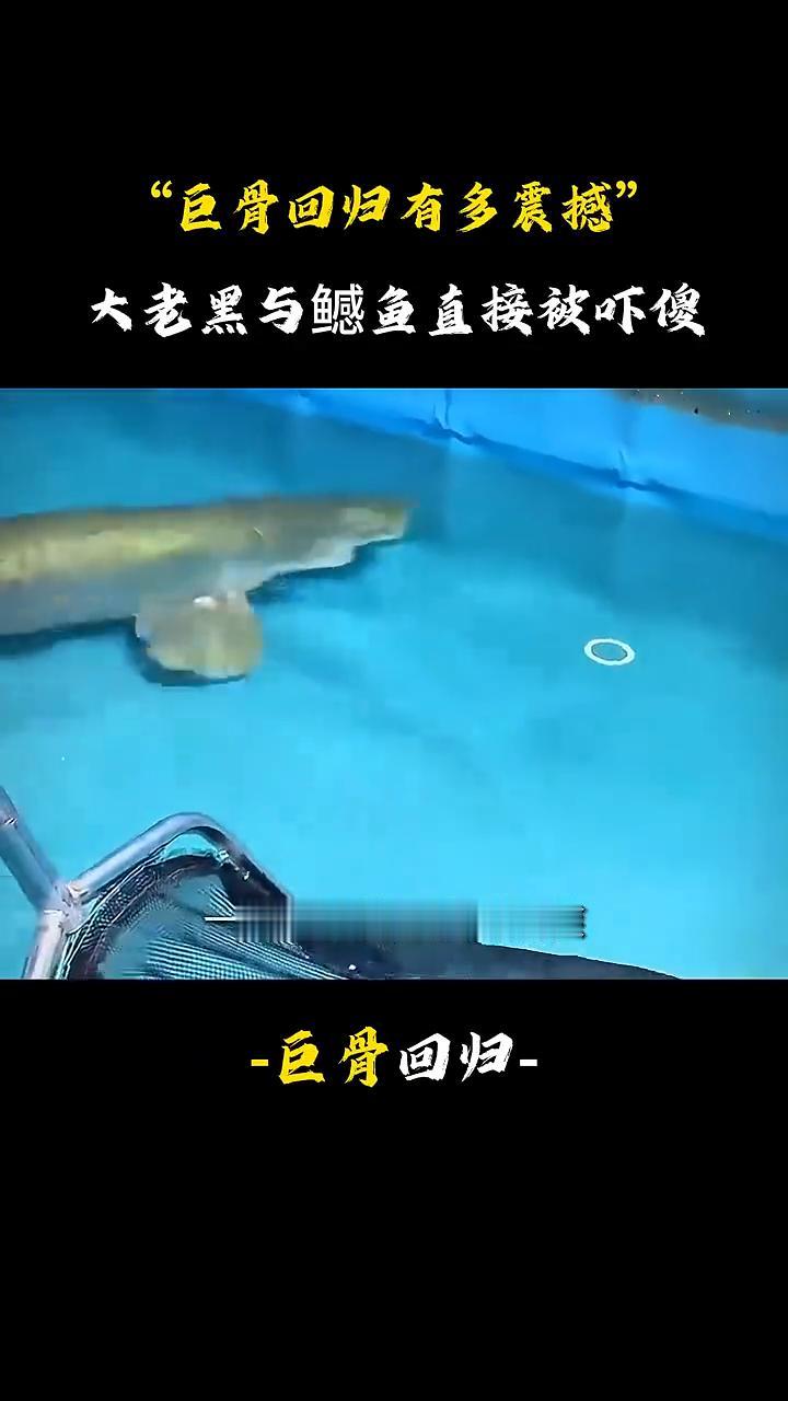 巨骨回归有多震撼？大老黑与鳡鱼直接被吓傻。
谁能想到昨晚巨骨舌鱼的回归竟令全缸猛