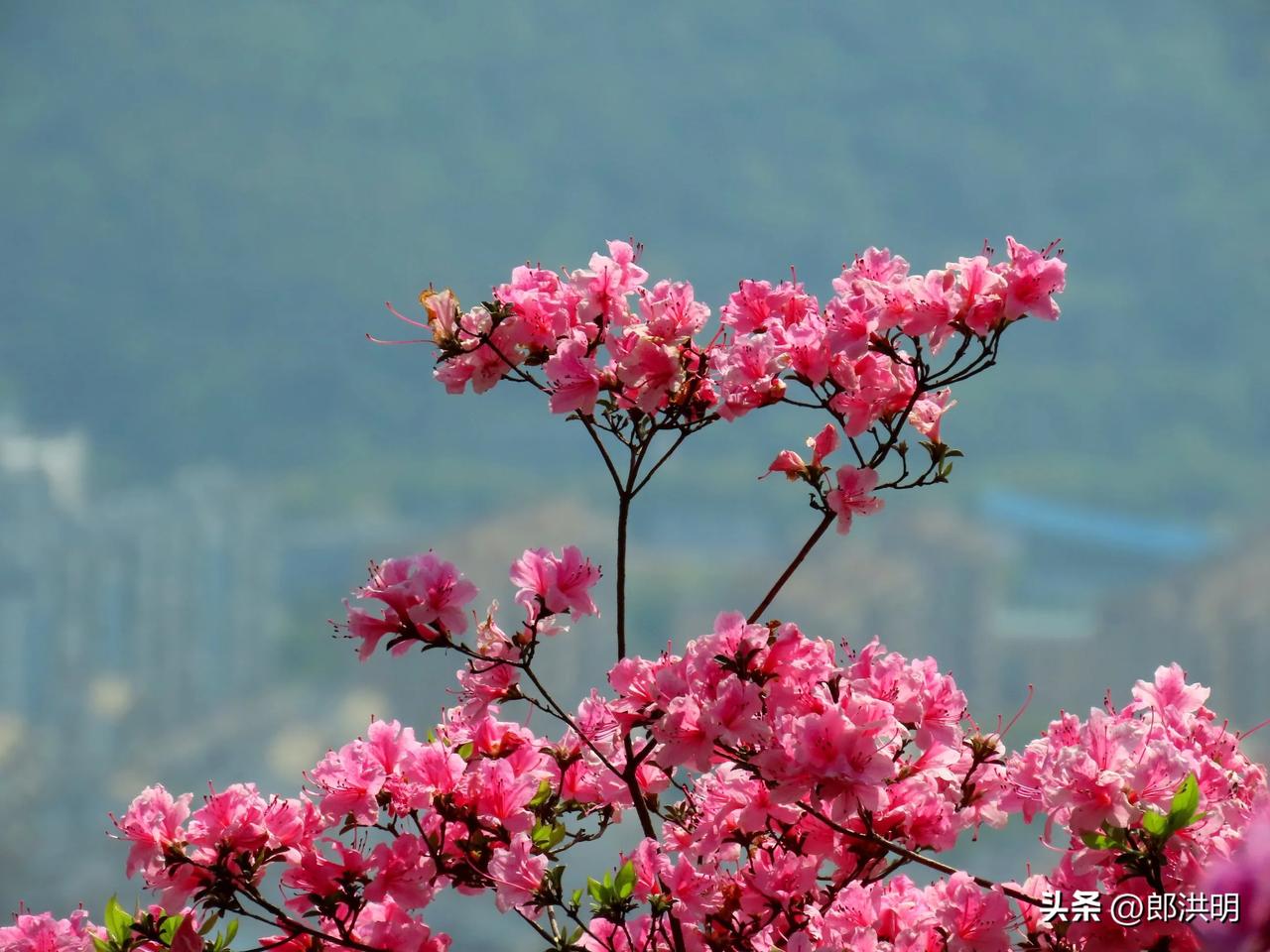 山野杜鹃花，北仑大榭山岗