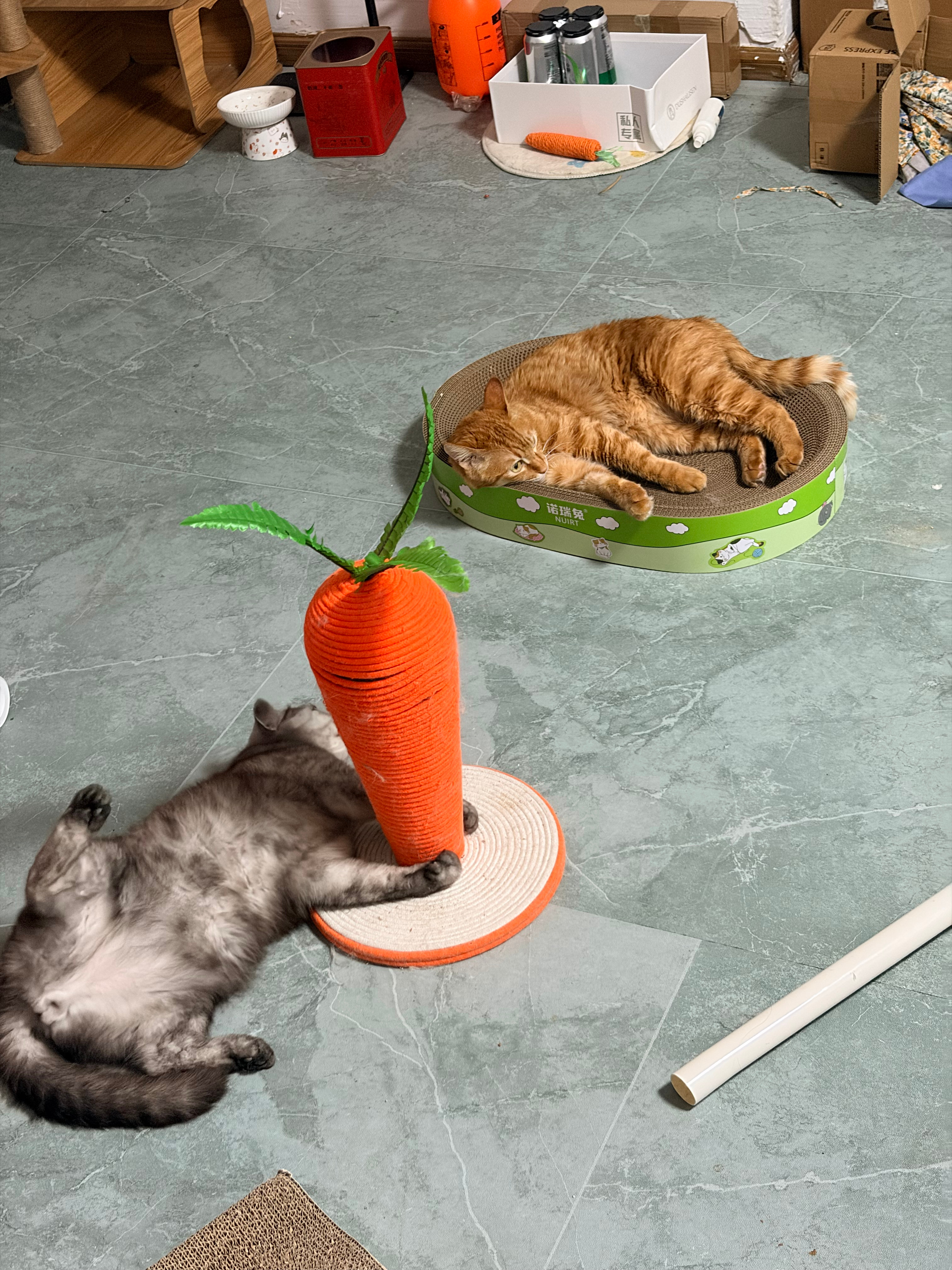 两只被猫薄荷毒害的小猫ฅ՞•ﻌ•՞ฅ拾伍的猫奴生活