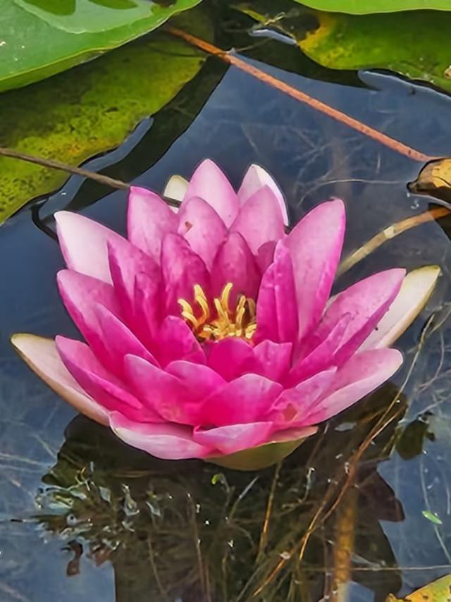 夏天的荷花呈现“接天莲叶无穷碧，映日荷花别样红”视觉冲击。快来欣赏一下吧！
夏天