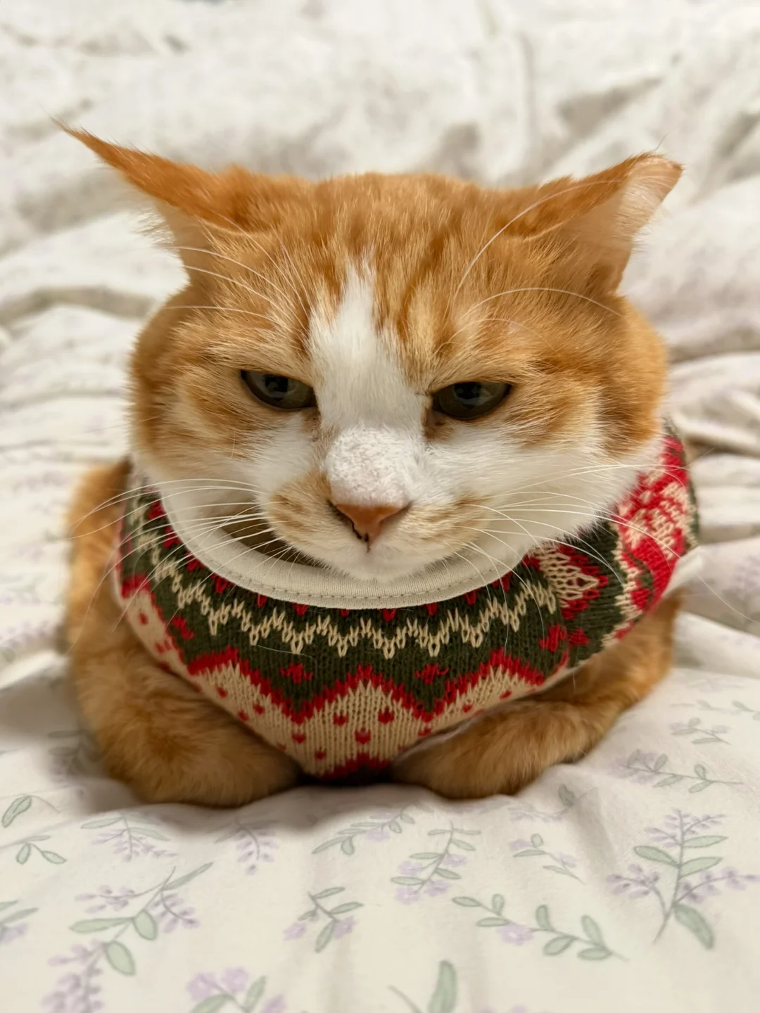 妞，冷了就要穿衣服知豆不？