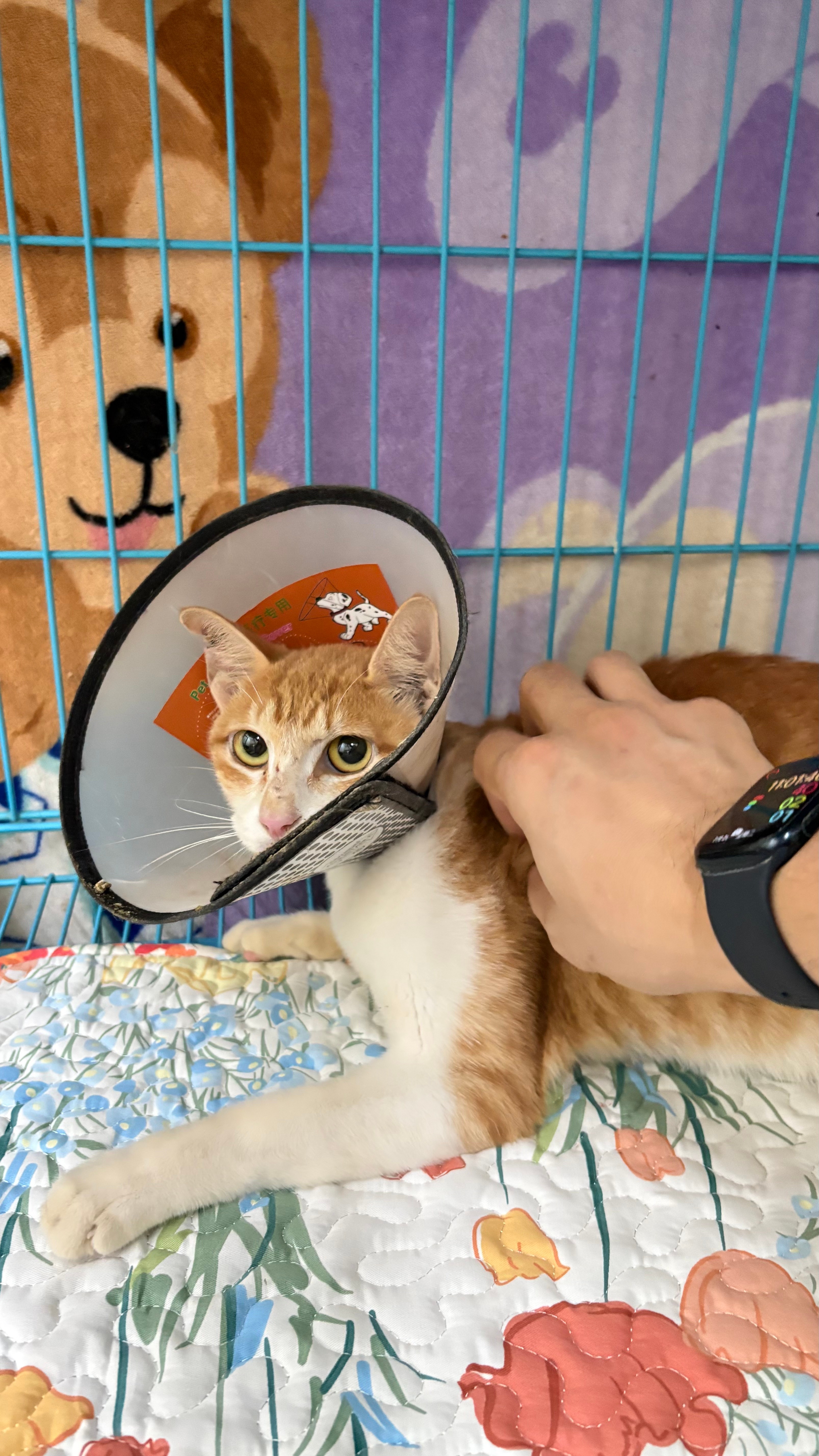 谢谢燕子让我摸，这是最近救助流浪猫绝育手术中最温柔的一个妹妹猫了，她绝育手术也恢