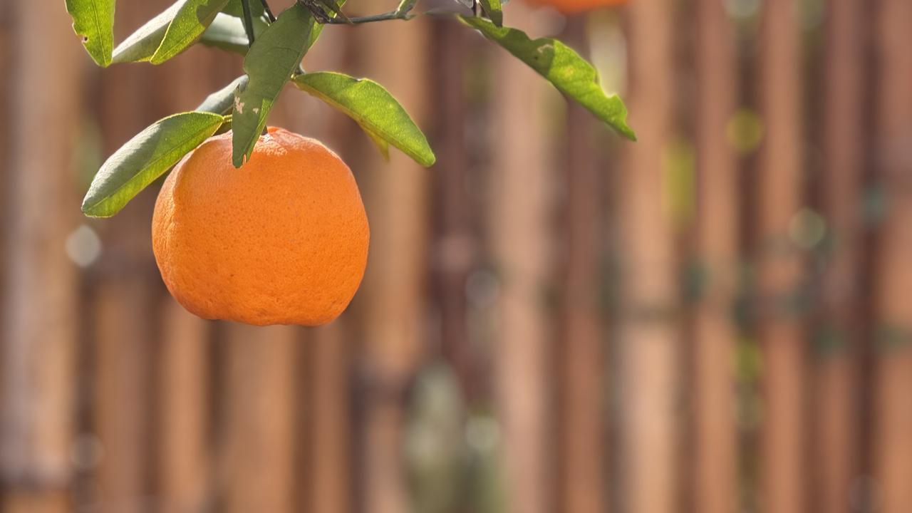 分享公园里的随手拍果实