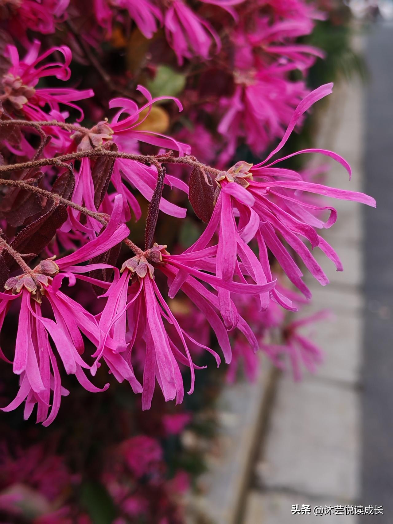 同样是退休，我为什么越活越舒心
 
同样是退休，有人天天抱怨，愁眉苦脸；有人看花