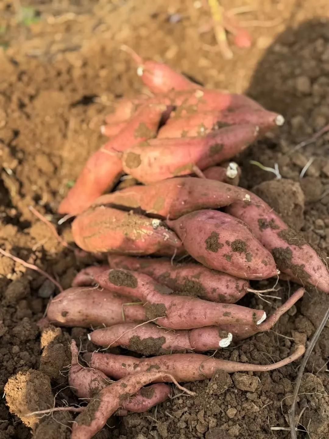 这个季节的挖红薯🍠真的挺有感觉，农村的长大的孩子，小时候都挖过红薯吧。冬日生活
