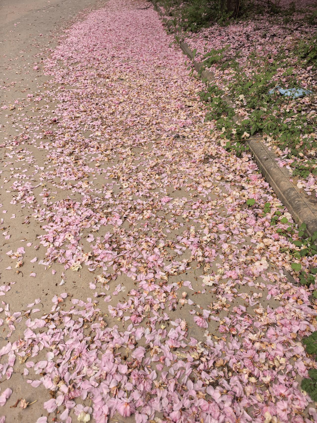 春日生活打卡季春天虽好但短暂，遍地落红让人心伤。花榭花飞花满天，红消香断有谁怜？
