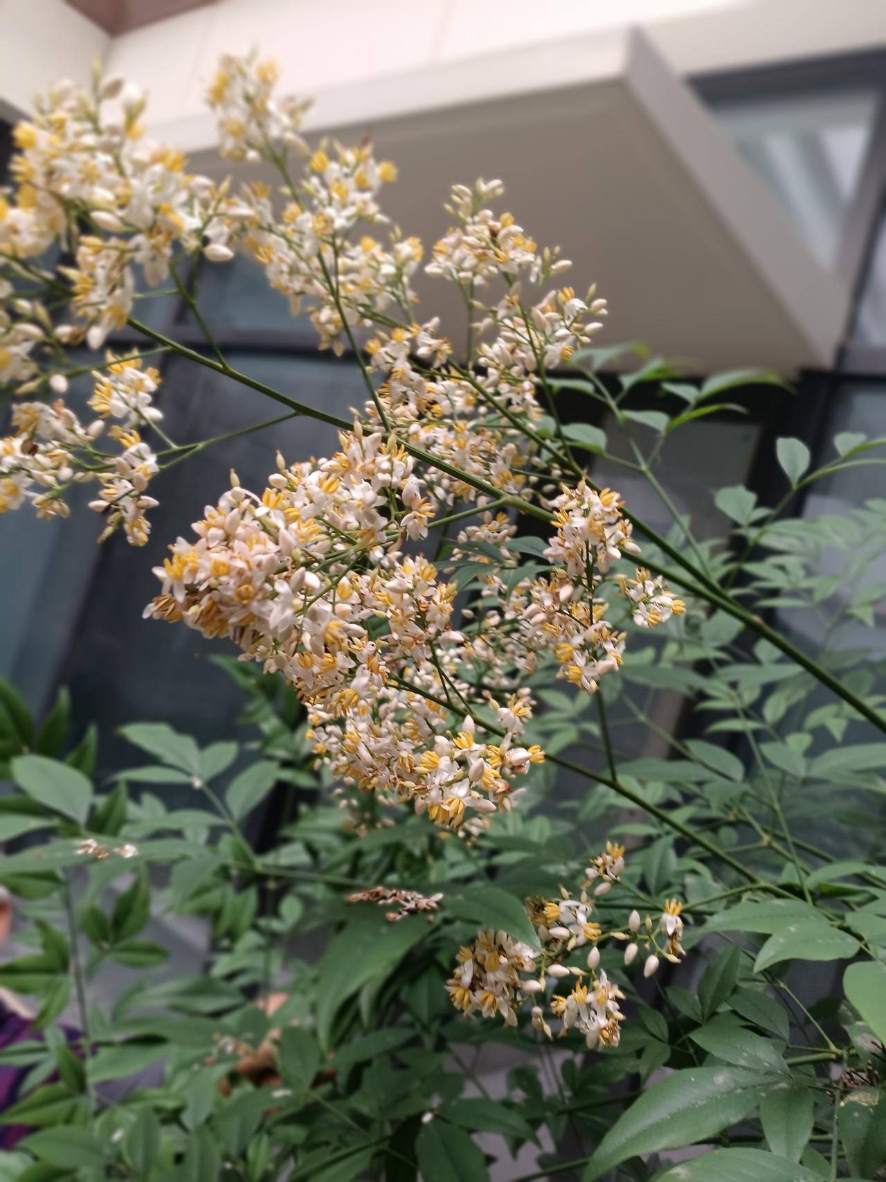 簇簇白花缀着嫩黄蕊，枝叶青翠，繁花繁茂，清雅动人。