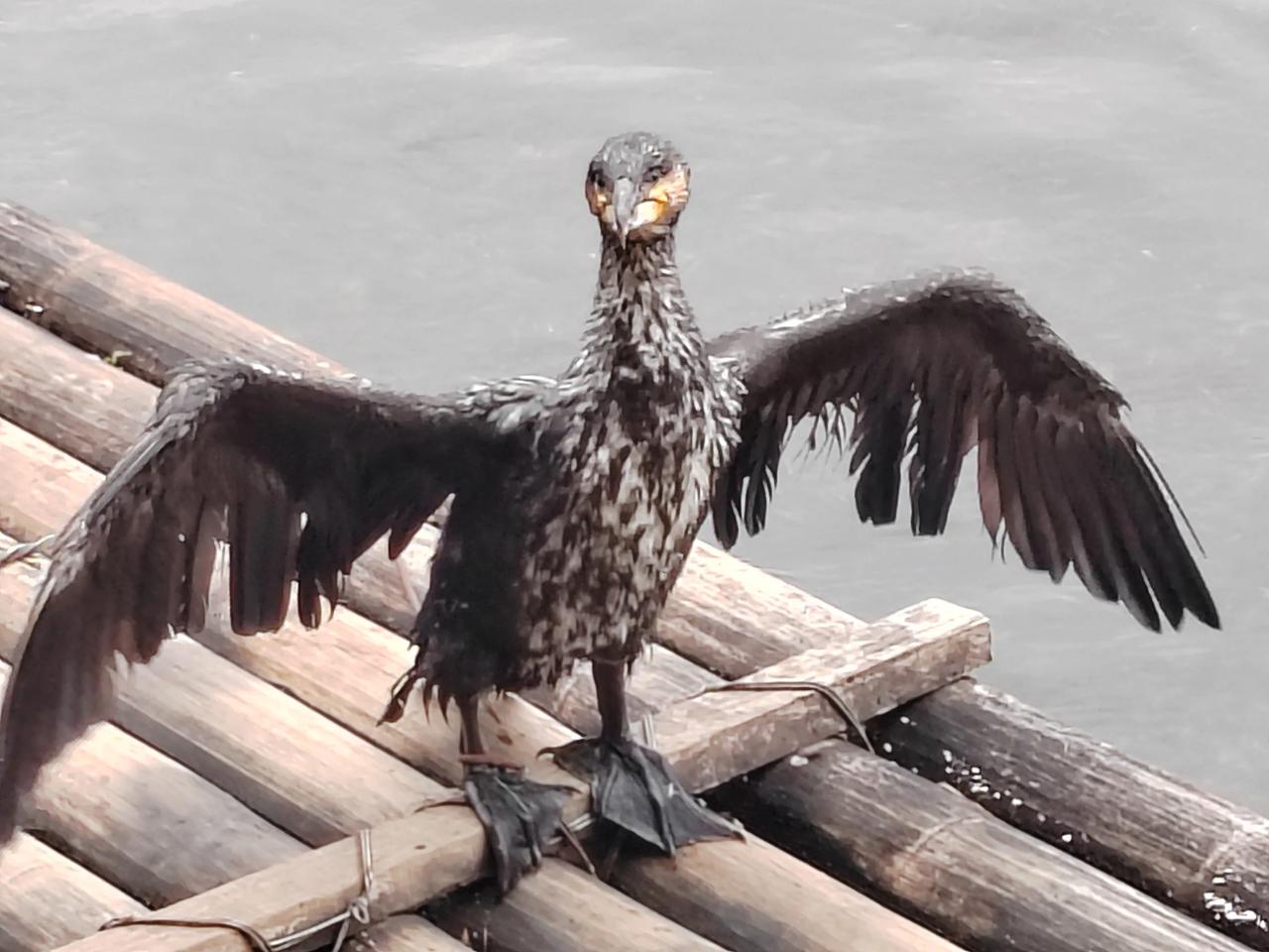 这形象好可爱啊[呲牙]
似乎在说：来我家吧，您坐竹伐赏光，我有鱼吃。
两全其美，