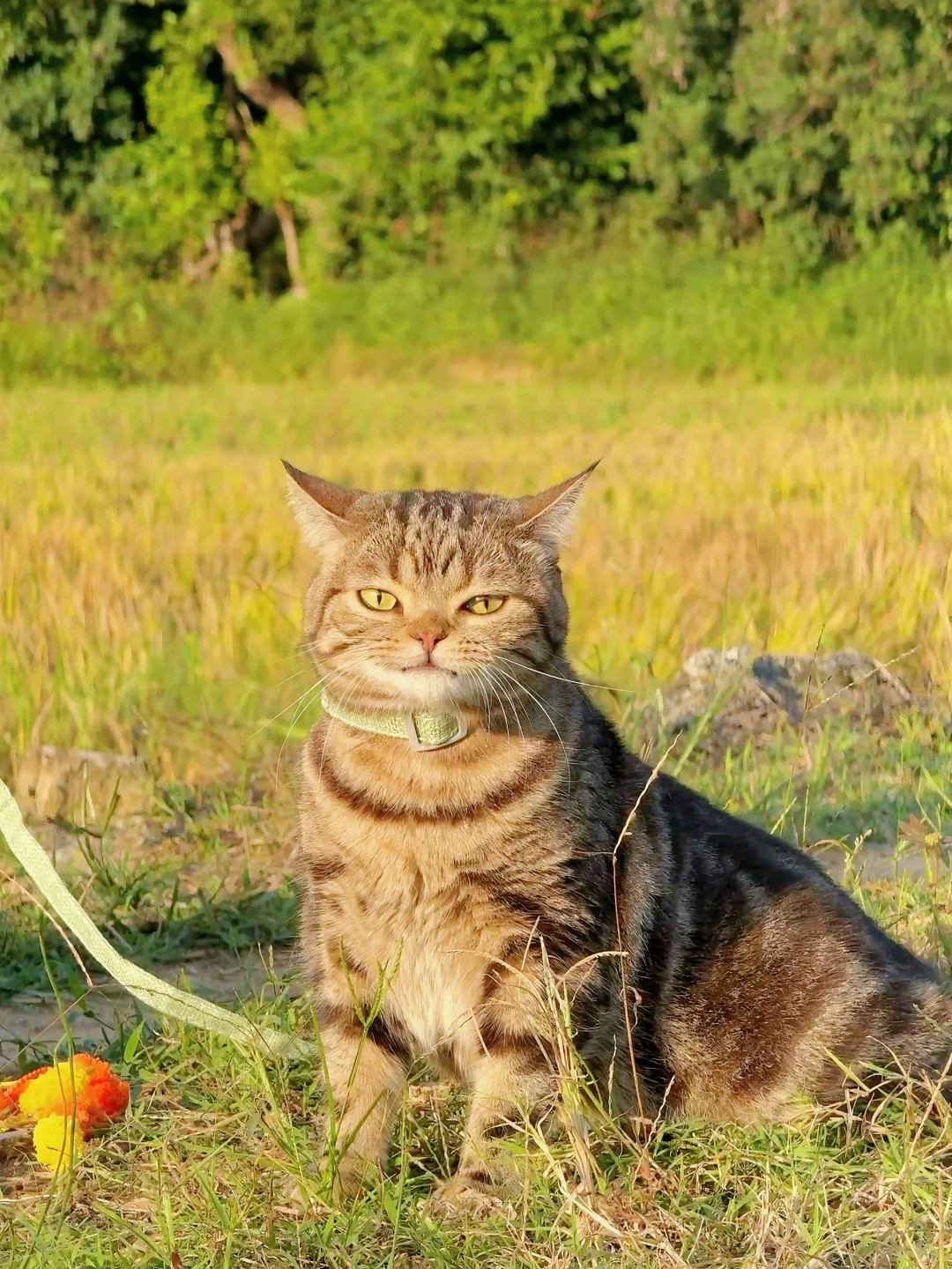 抓拍到的小猫咪！