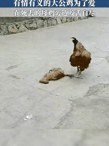母鸡倒地不起，公鸡伤心不已，伤心至极的倒地陪伴，动物之间的爱情也会感动人们。