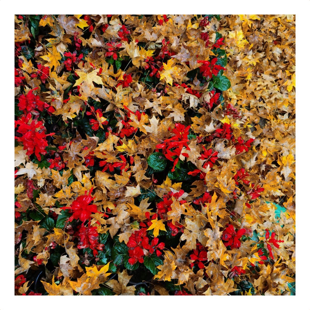 “一年好景君须记，最是橙黄橘绿时”—— 苏轼《赠刘景文》带着边框一起拍 ​​​