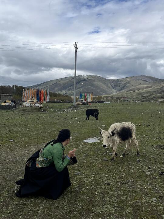 甘孜独自旅行plog🏔️🐄🪵