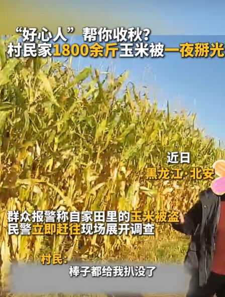 “上人民日报了！”黑龙江黑河，一对夫妻地里的玉米还没收，第二天早上一去看，直接愣