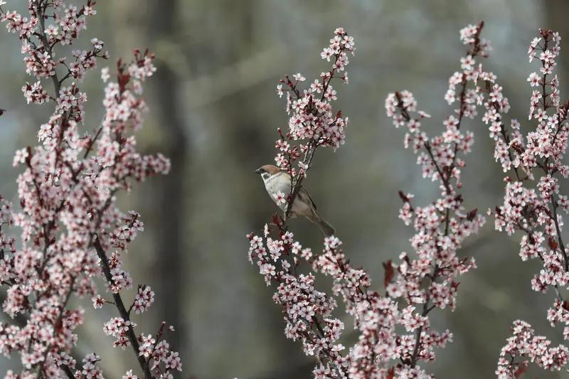 春天悄然向我们走来，柳岸适时地展现出记忆中“春风拂柳”的景致，着实让人看得入神。