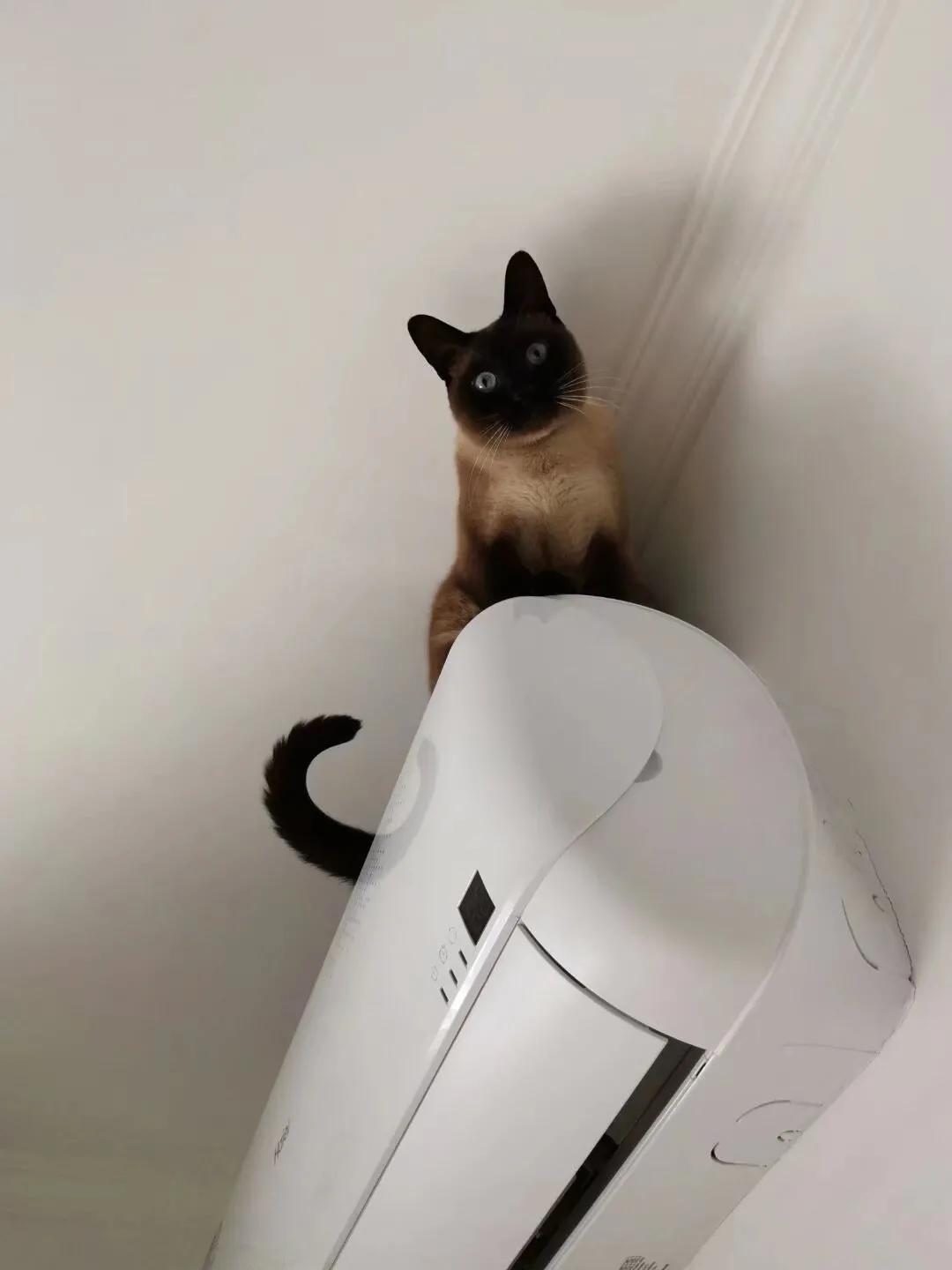 镇宅之宝
#逗趣的猫咪# 
#精气神的猫# 
#春日生活打卡季#