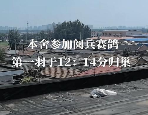 你还别说，这天津信鸽协会的鸽子可真是厉害！就说这次参加阅兵放飞活动吧，那表现简直