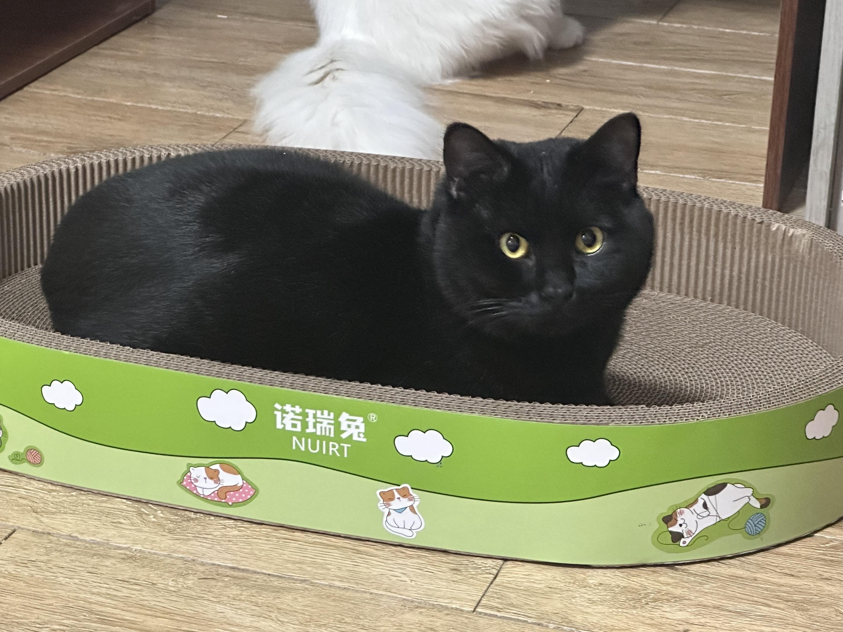 猫咪找领养，在九江的来私信     非常乖