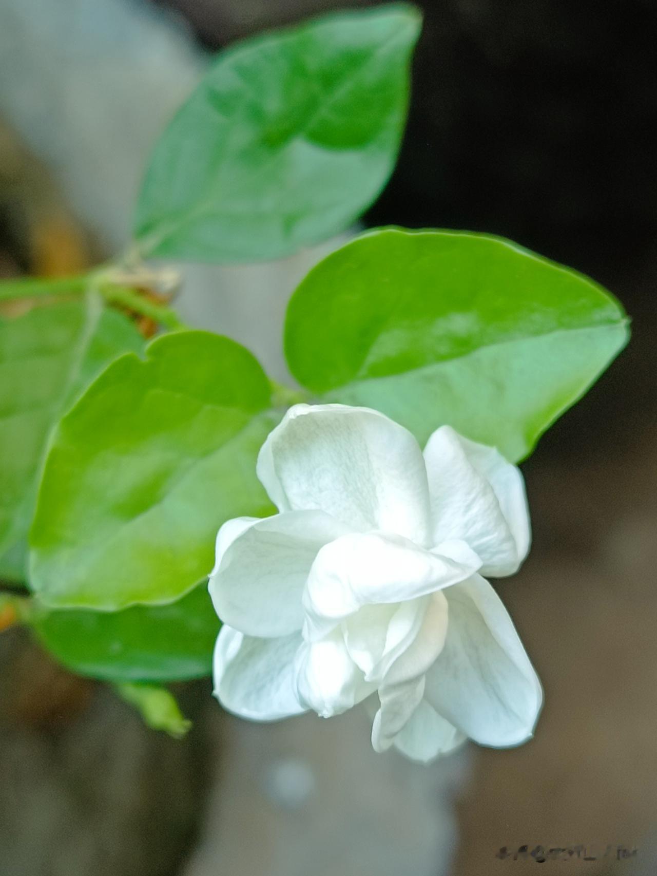 ，什么花都行