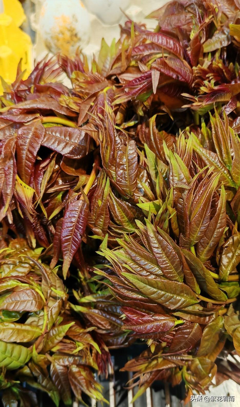 春天到了，又到了吃香椿的季节。在农村，香椿树随处可见，香椿叶就是免费的野菜，没人