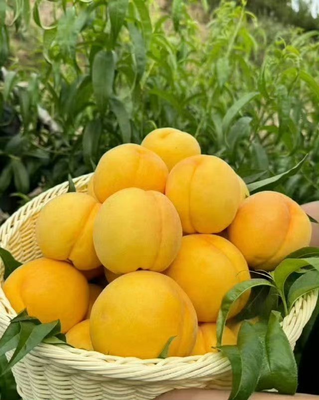 25个垃圾食品的解药：1、第一个: 酸奶——是油条的解药。吃了油条，记得多点喝酸