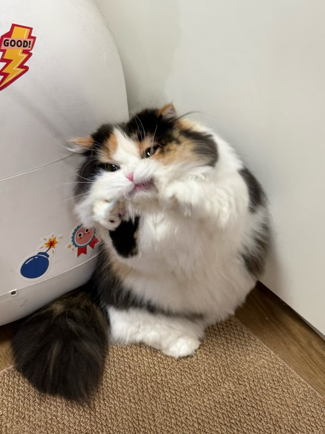 🐱：抓光你周围的空气让你窒息！
