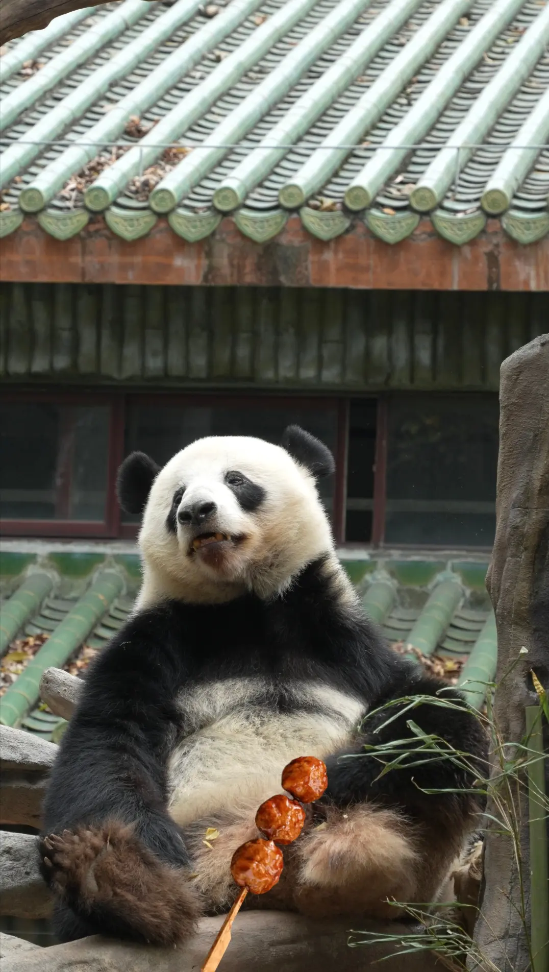 真系唔系我独食，系一发就俾人举报！琴晚露左10分之1牛演，都落架！想睇...