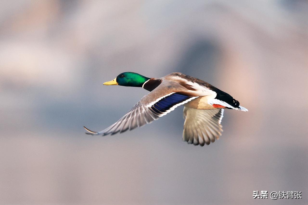 玉渊潭公园的绿头鸭